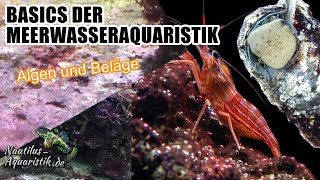 Basics der Meerwasseraquaristik  Algen amp Beläge [upl. by Leslee]