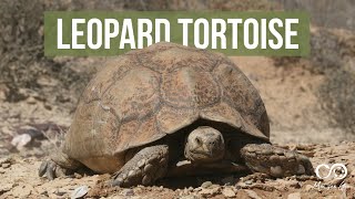 Leopard Tortoise Stigmochelys pardalis [upl. by Enived]