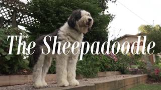 The Sheepadoodle  Feathers and Fleece Farm [upl. by Areikahs]