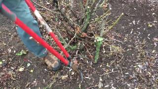 How To Trim Knock Out Roses For The Winter [upl. by Soneson124]