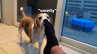 Booping my Beagle to much  Funny Dog Louie [upl. by Ahsaeit]