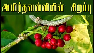 Tinospora Cordifolia சீந்தில் கொடியின் வைத்தியமுறைகள் [upl. by Jeffry494]