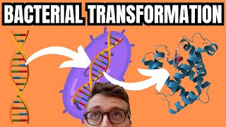 Bacterial Transformation Simply Explained [upl. by Acirre]