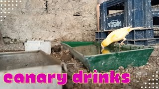 canary drinks 💦💧 [upl. by Adalia]