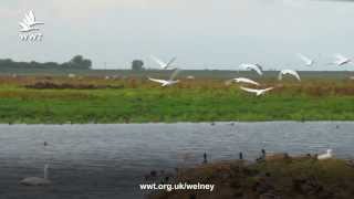 WWT Welney Swan migration begins [upl. by Pasol]