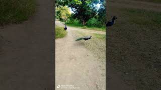 🦚🦚🦚peacocks in Victoria park peacock birds nature wildlife vairalshort peacockcall peacocking [upl. by Gentilis2]