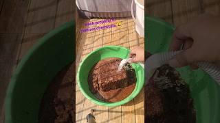 Lets prepare cocopeat for use 🤩 how to prepare cocopeat for use balconygarden cocopeat garden [upl. by Twedy]