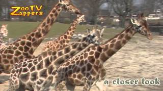 Zoo Safari Giraffe family  giraffa camelopardalis [upl. by Johiah]