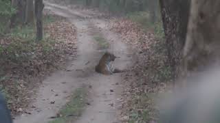 Tiger Tigress Pilibhit Tiger reserve [upl. by Elenahc474]