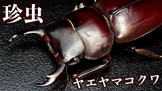 日本で一番珍しいコクワガタの飼育【クワガタ飼育】 [upl. by Fritzie334]