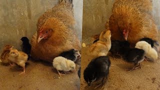 Mother hen calling her chicks very sweetly [upl. by Googins]