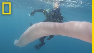 Mysterious Sea Worm Spotted Near New Zealand  National Geographic [upl. by Zeta]