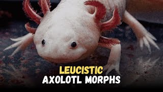 Leucistic Axolotl  Types Of Axolotl Morphs Care Guide for Beginners [upl. by Nnaeed]