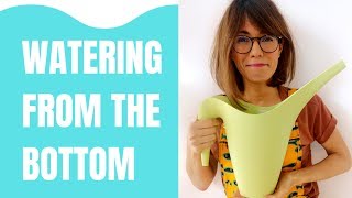 How to water houseplants from the bottom  Bottom watering plants [upl. by Lyns]