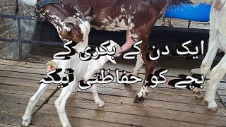 small baby goat hifazti injection [upl. by Vish]