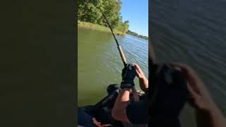 Good Musky bite in a belly boatfloat tube fishing musky muskyfishing bellyboat floattube [upl. by Swerdna751]