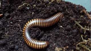 Pelmatoiulus sp Cameroon Gold Stripe Millipede Burrowing [upl. by Eilra150]