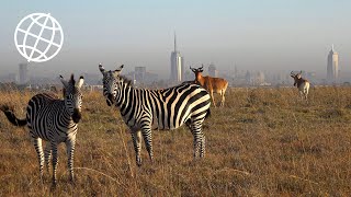 Nairobi National Park Kenya Amazing Places 4K [upl. by Esinad]