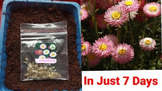 How To Grow Acroclinium From Seeds  Easy And Fast Method [upl. by Odnala]