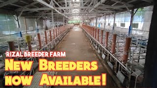 Bagong Breeders ng DCM Farm  Largewhite Landrace F1 [upl. by Witty485]