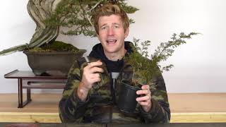 Shohin Juniper Bonsai from Cuttings Part 1  BonsaiU [upl. by Morty]