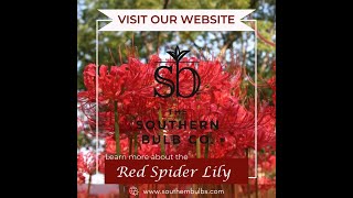 Learn more about the Red Spider Lily [upl. by Ilram960]