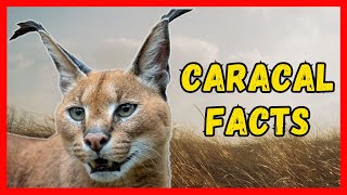 The Caracal Cat A Unique And Majestic Breed [upl. by Dang679]