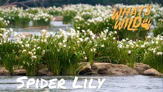 Spider Lily  Whats Wild [upl. by Schwerin630]