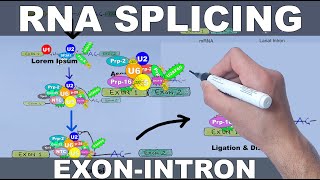 RNA Splicing Mechanism [upl. by Layton]