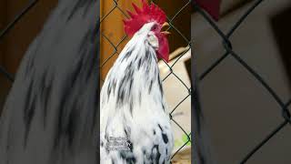 My perfect rooster of the Exchequer Leghorn chicken crowing  black and white piebald chicken breed [upl. by Alboran]