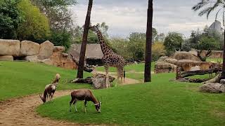 Giraffes Eating at Bioparc Valencia [upl. by Meghan]