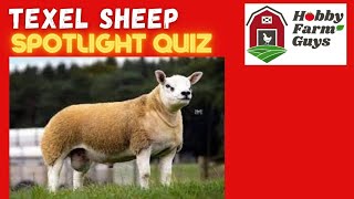 Texel Sheep Spotlight Quiz [upl. by Aivartal967]