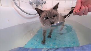 Anleitung Katze ohne StressZwang ans Wasser amp Baden gewöhnen Teil 2 Halb im Wasser Badewanne [upl. by Anilecram629]