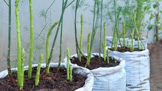 How to grow asparagus in a bag at home  very easy for beginners [upl. by Rhett364]