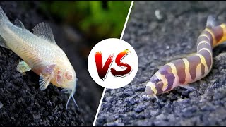 Cory Catfish vs Loaches – Which is Better [upl. by Enyar]