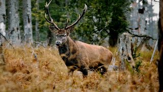 Red deer rut in the Šumava National Park 2020 [upl. by Healion]