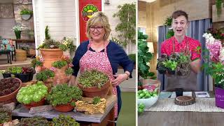 Robertas 6Piece Hardy Hens and Chicks Sempervivums Live Plants on QVC [upl. by Vivyanne]