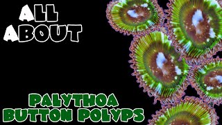 All About The Palythoa or Paly Button Polyps [upl. by Verbenia156]