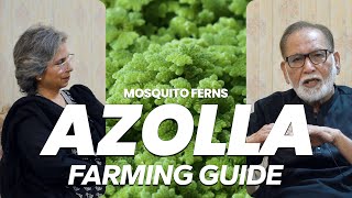 AZOLLA FERN FARMING GUIDE [upl. by Dusty227]