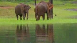 Thekkady Wildlife Destination Idukki Kerala India [upl. by Banwell]