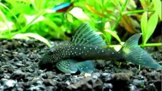 BLUE PHANTOM PLECO  L128 [upl. by Feigin]