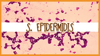 Staphylococcus Epidermidis [upl. by Ecinnej103]