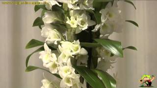 orchidee dendrobium [upl. by Meri]