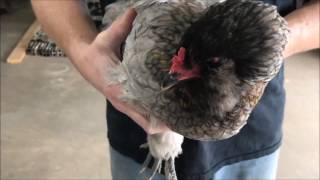 How To Check Chickens for Mites amp Lice [upl. by Ferro]