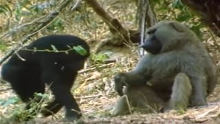 Chimpanzees vs Baboons  Interaction In the Wild [upl. by Tija]