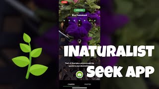 Seek iNaturalist App Intial Review [upl. by Izabel116]