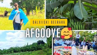 Dalxiiskii Beeraha Afgooye [upl. by Ailedo]