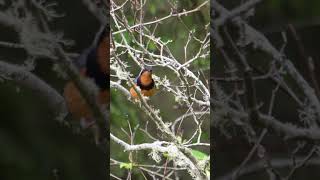 Varied thrush bird song shorts [upl. by Ringsmuth296]