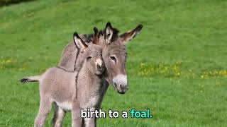 Donkey Life Cycle Explained Birth Growth and Social Dynamics [upl. by Pentheam783]