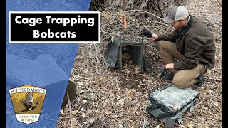 Cage Trapping Bobcats [upl. by Peednam]